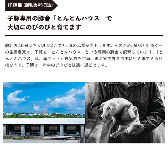 オリジナル飼料1