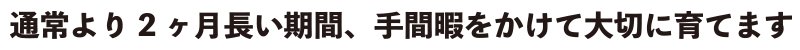 通常より二ヶ月長い期間、手間暇をかけて大切に育てます