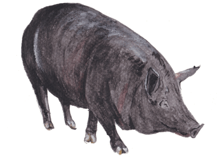 沖縄が誇るブランド豚、あぐー